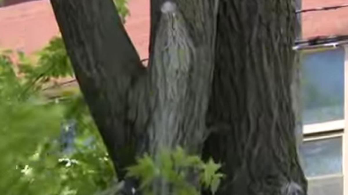 imaginea fecioarei maria a aparut pe un copac de atunci e loc de pelerinaj langa trunchi