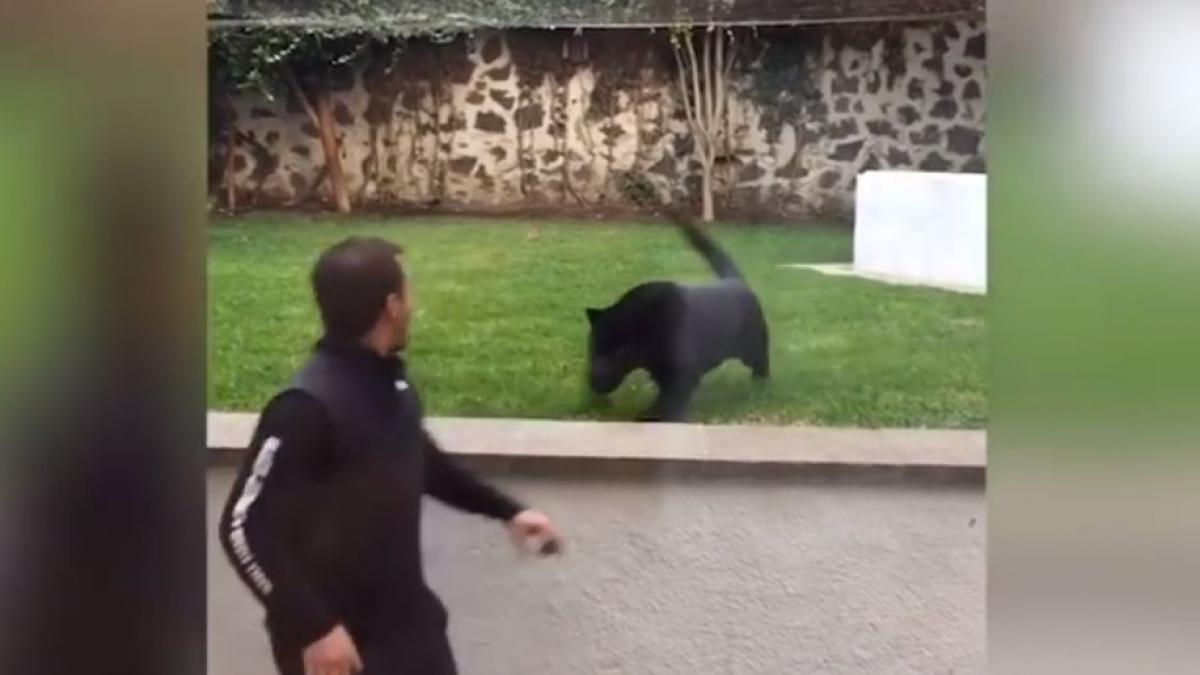 jaguar pantera spatiu joaca video