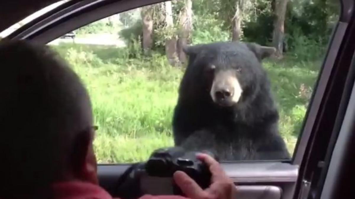 un urs s a apropiat de masina lor si a inceput sa traga de usa ce a urmat este infricosator video