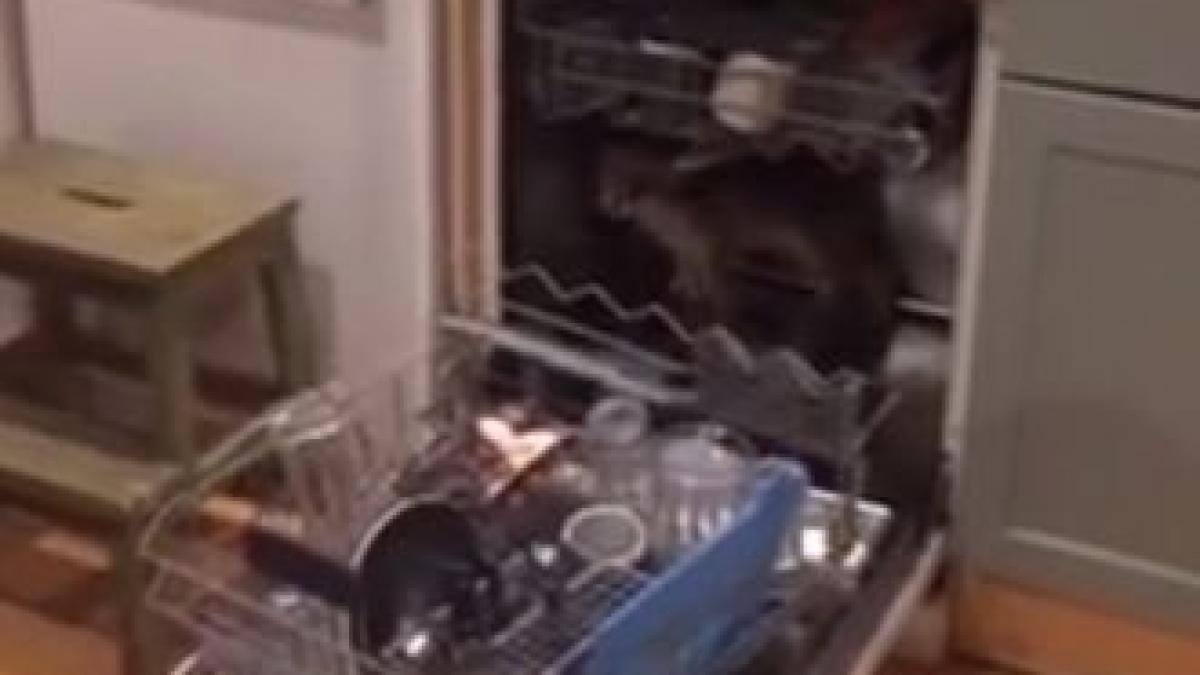 a intrat in bucatarie si a vrut sa foloseasca masina de spalat vase supriza uriasa pe care a trait o