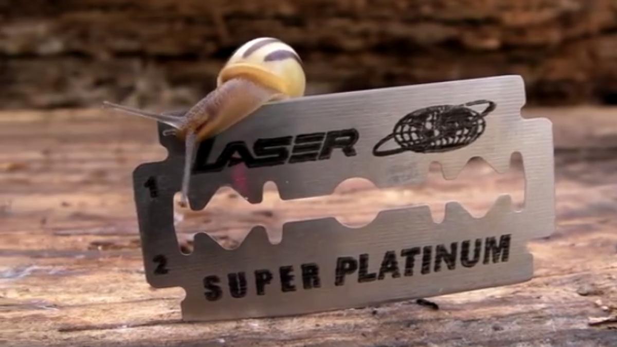 ce se intampla cu melcul cand traverseaza o lama de ras video