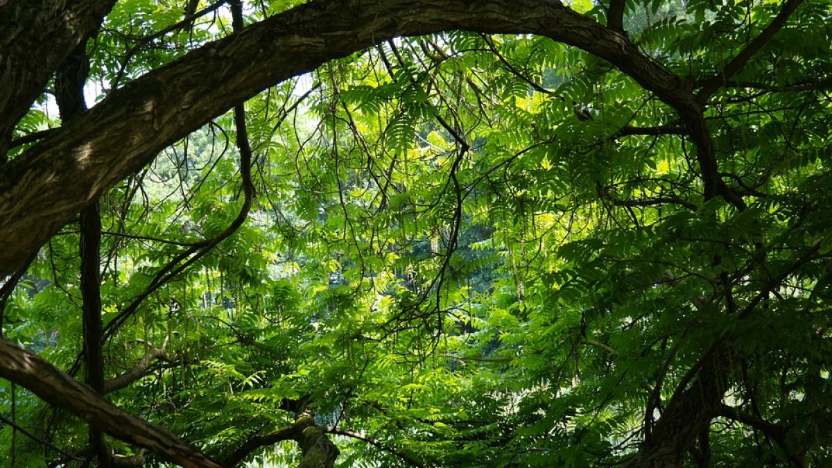 descoperire senzationala istoricilor nu le a venit sa creada cand au gasit asta in jungla