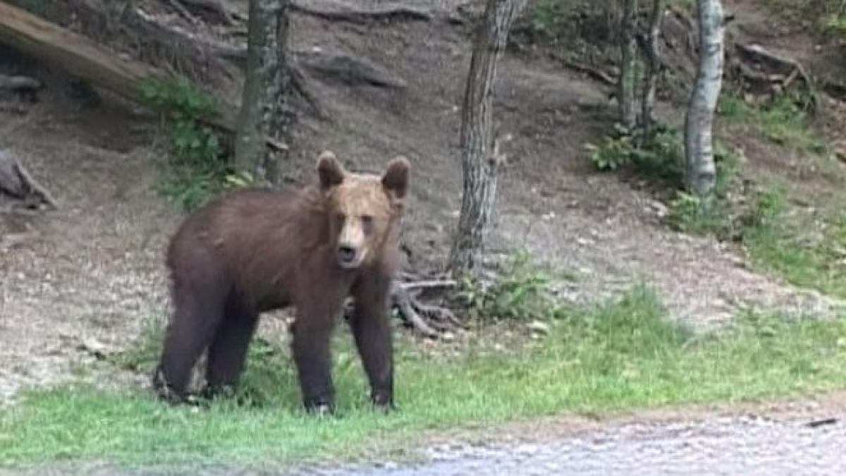 ursi lacul sfanta ana padure