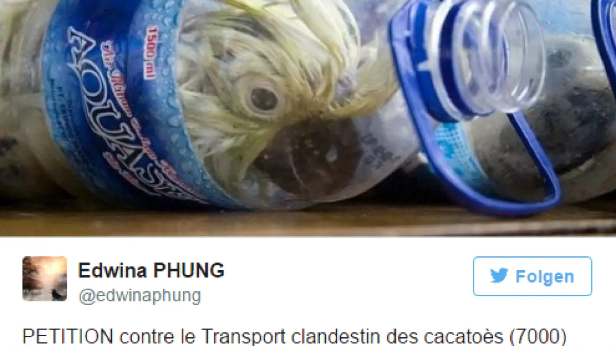 au avut un soc cand si au dat seama ca ceva misca in mai multe sticle de plastic le au dat lacrimil