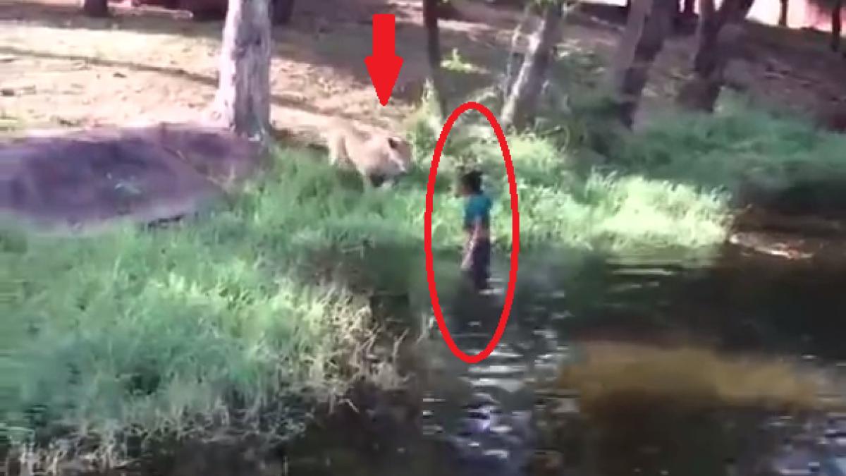 un barbat baut a sarit in cusca leilor ce s a intamplat cand a ajuns langa primul leu video