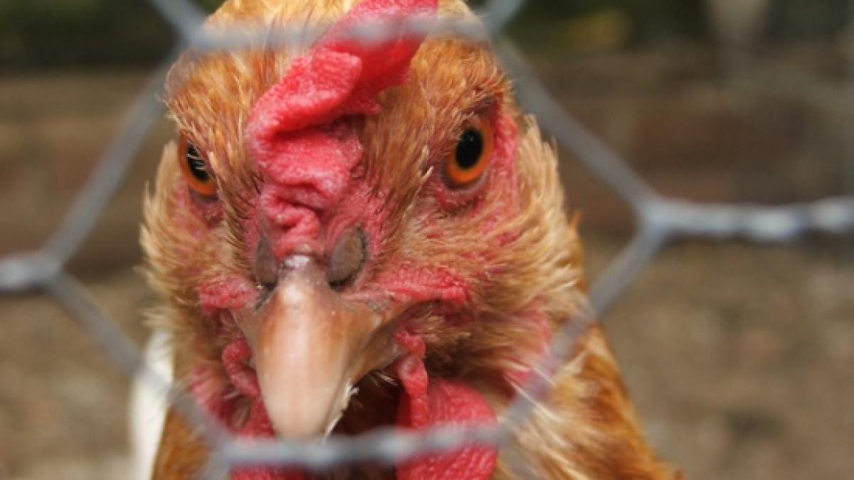 gripa aviara china virus h7n9