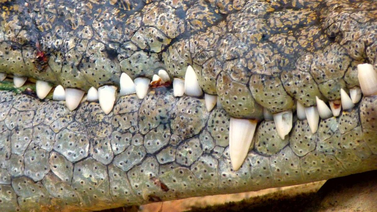 Incident șocant la Disney World. Copil de doi ani, înhățat de un crocodil sub privirile disperate ale părinților