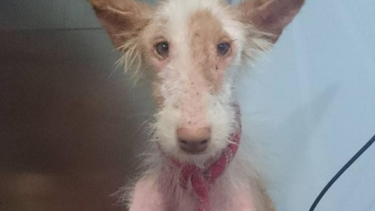 cine a facut asta trebuie sa plateasca cainii care au refuzat sa moara