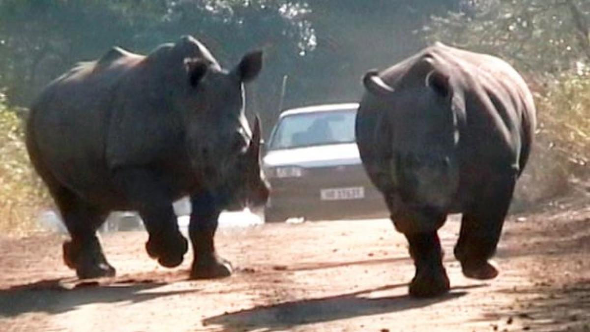 safari rinoceri rivali s au napustit asupra masinii imagini