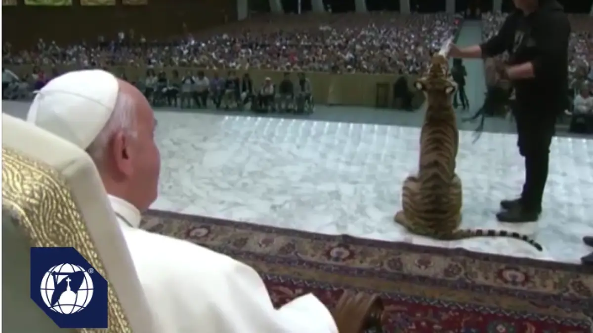 papa francisc vizitat de un pui de tigru la vatican
