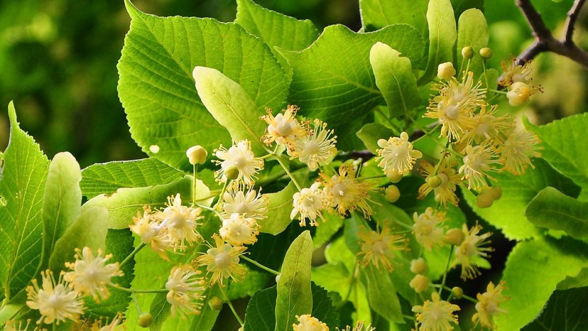 rusalii 2016 ce nu ai voie sa faci de rusalii traditii si superstitii