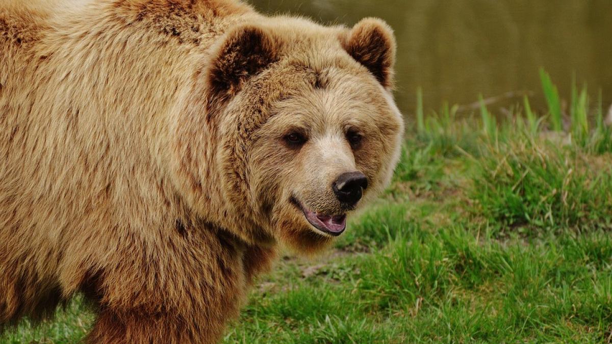 barbat atacat de urs la iesirea din brasov