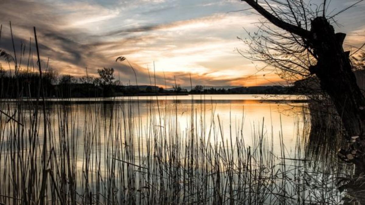 soareci melomys disparuti schimbari climatice