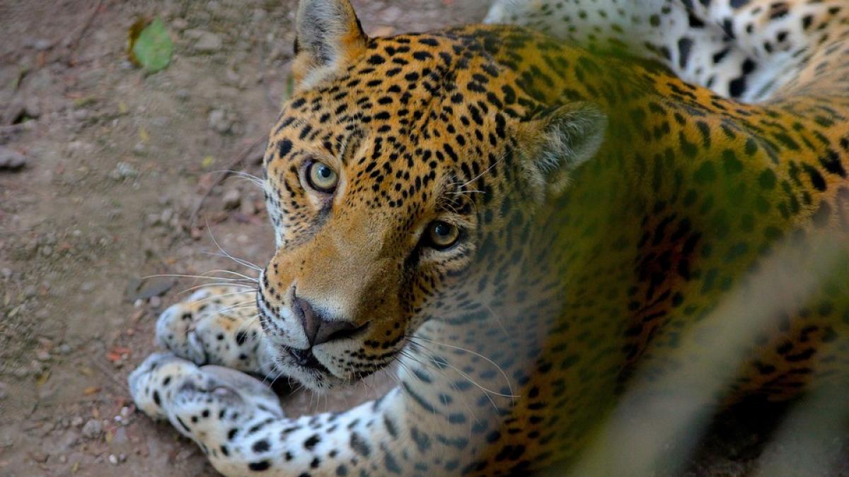 scandal la jo 2016 de la rio un jaguar a fost ucis