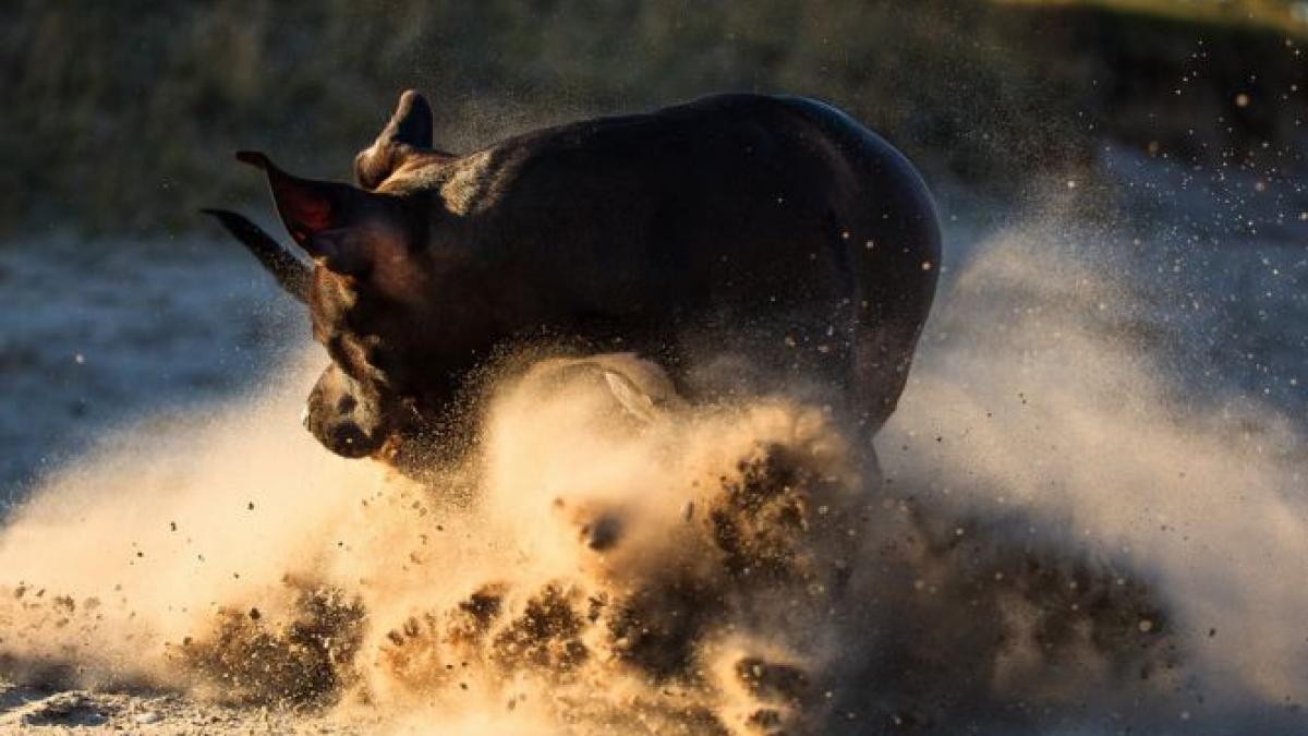 braila pitbull lesa botnita