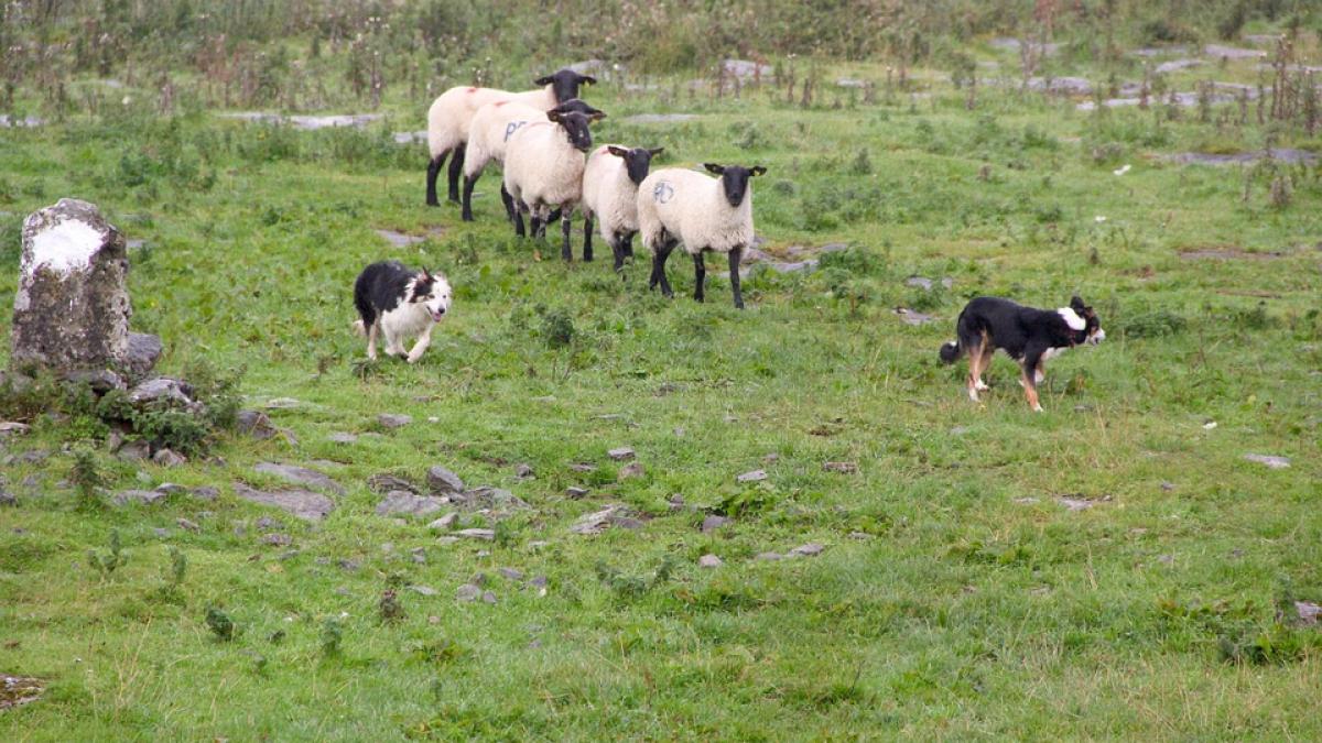 moarte suspecta la o stana un cioban gasit mort