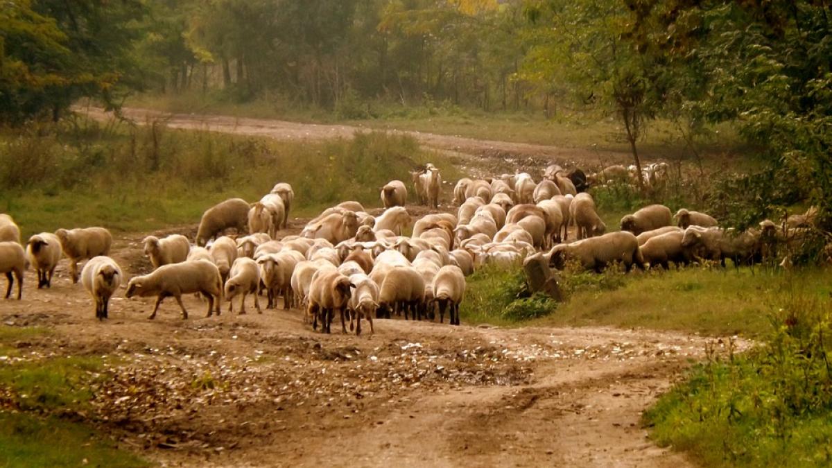 crima la stana un cunoscut rapsod popular gasit fara viata