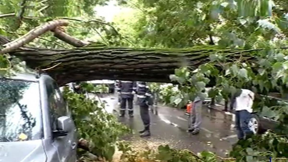 trafic deviat pe o importanta artera din bucuresti unde un copac a cazut pe carosabil