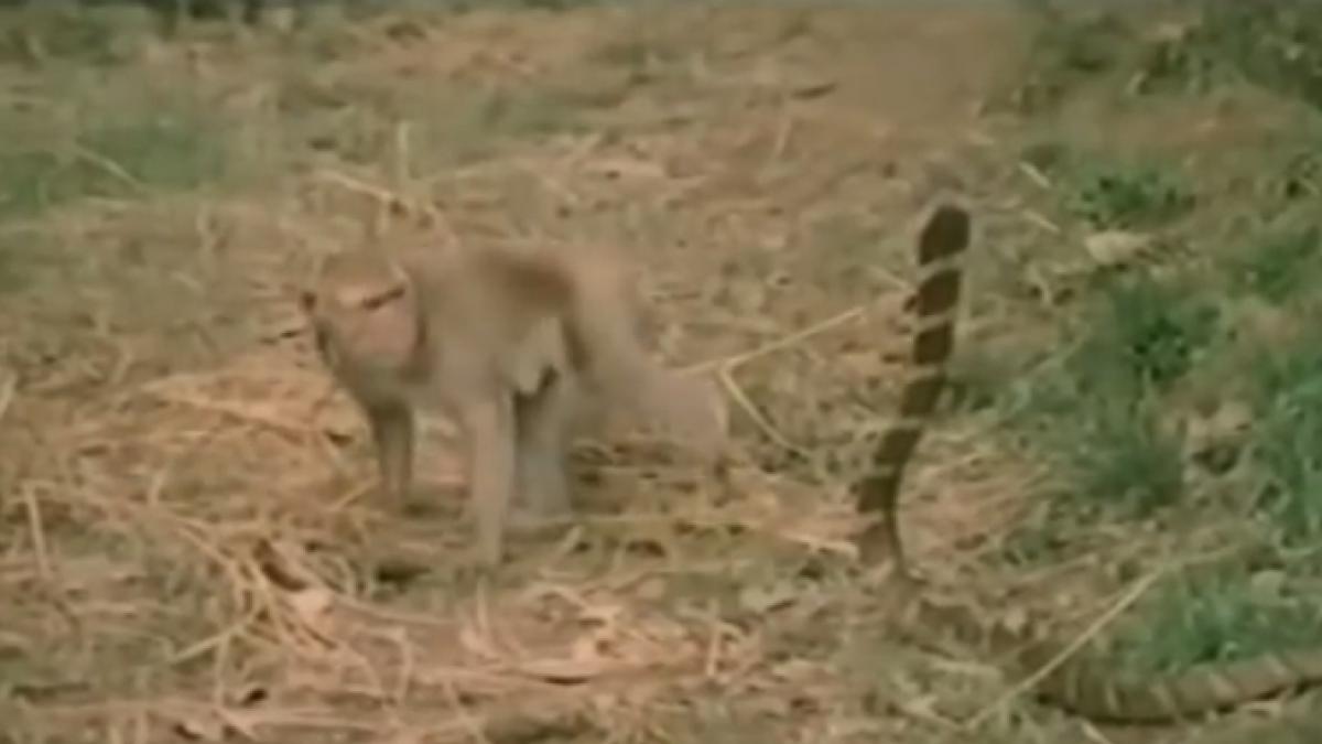 o maimuta incearca sa se joace cu un sarpe periculos ce se intampla in clipa urmatoare este