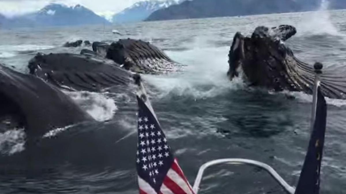 se afla pe o barca si a vazut ca toti pescarusii zburau intr o singura directie