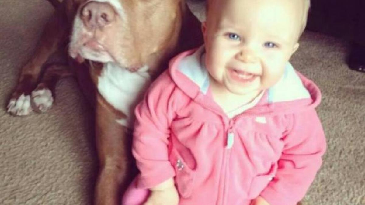 si a avertizat sotia sa nu lase copilul langa pitbull femeia nu l a ascultat ce s a intamplat