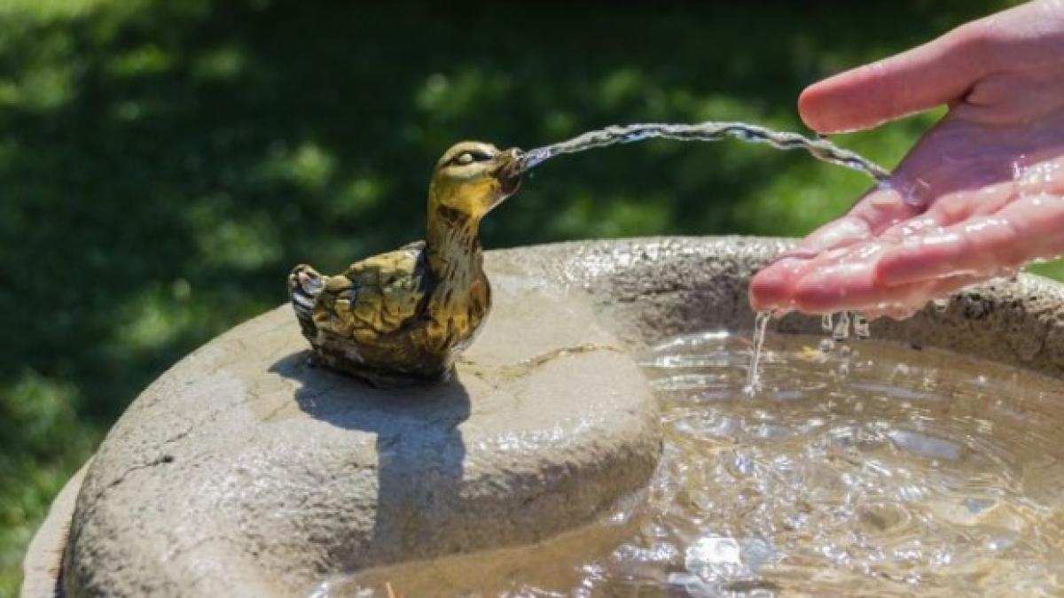 corturi anticanicula capitala bucuresti firea