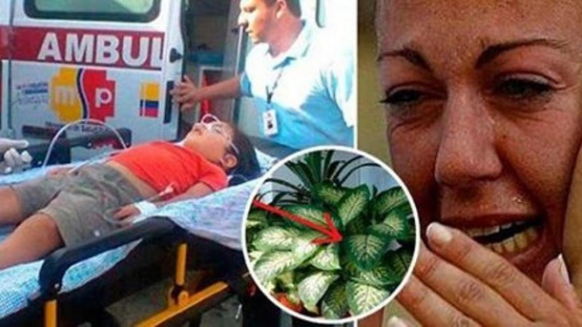 socant fiul ei a fost otravit de aceasta planta multe familii o au in casa ce trebuie sa stii