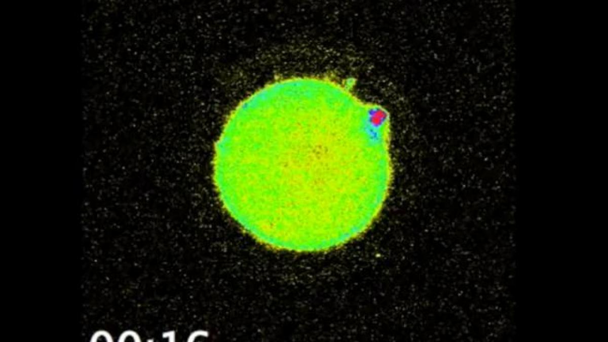 biologii au facut o descoperite care le a taiat rasuflarea uimitorul fenomen care are loc in