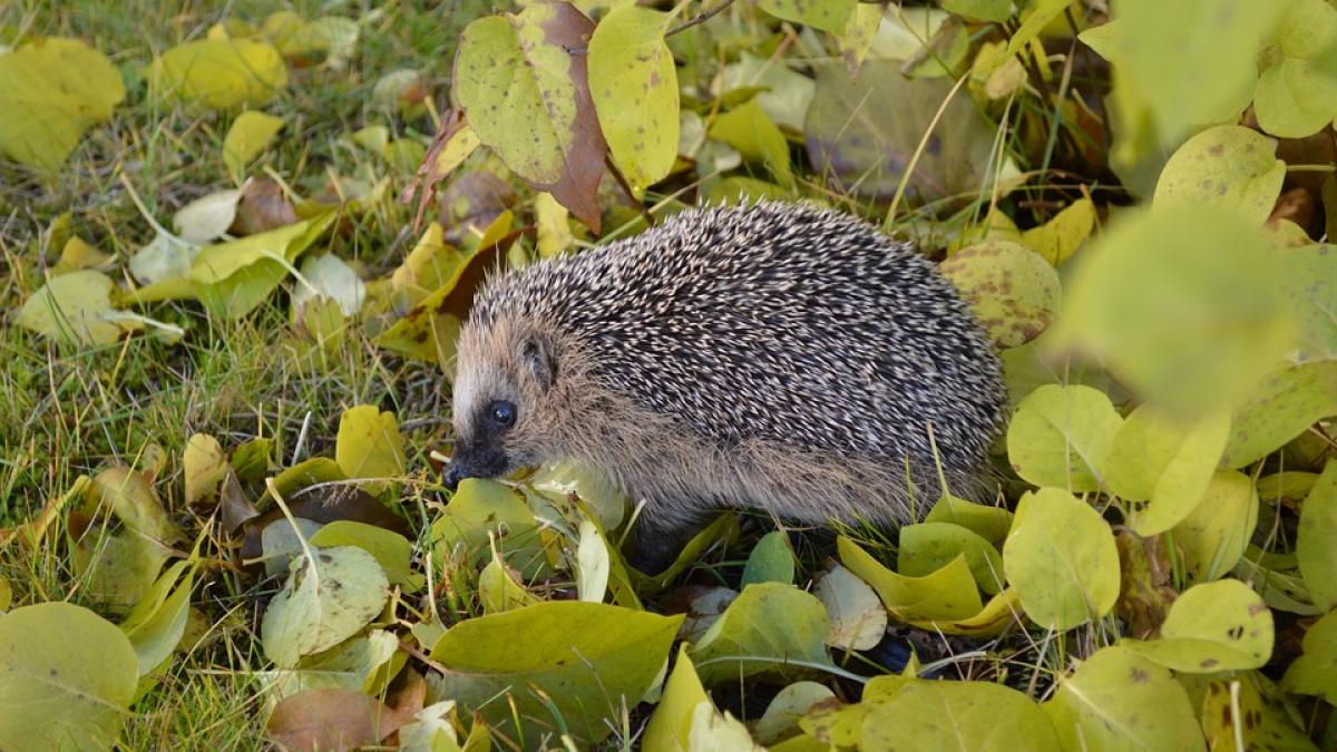 s a scos la concurs un post inedit paznic de arici cu cat va fi platit norocosul
