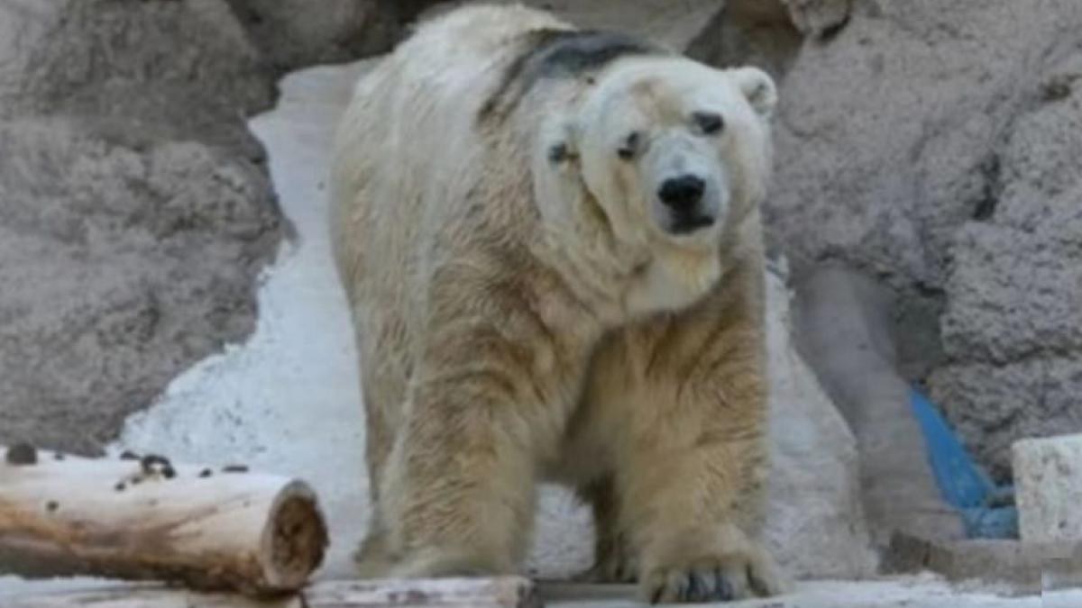 a murit cel mai trist urs polar din lume destinul tragic al ursului tinut captiv la 40 de grade