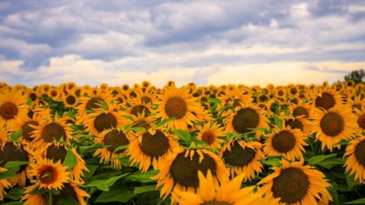 vreme capricioasa in urmatoarele doua saptamani prognoza meteo pe regiuni