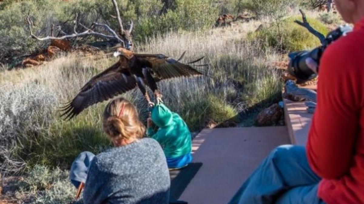 imagini socante surprinse in timpul unui spectacol in australia un vultur a incercat sa inhate un