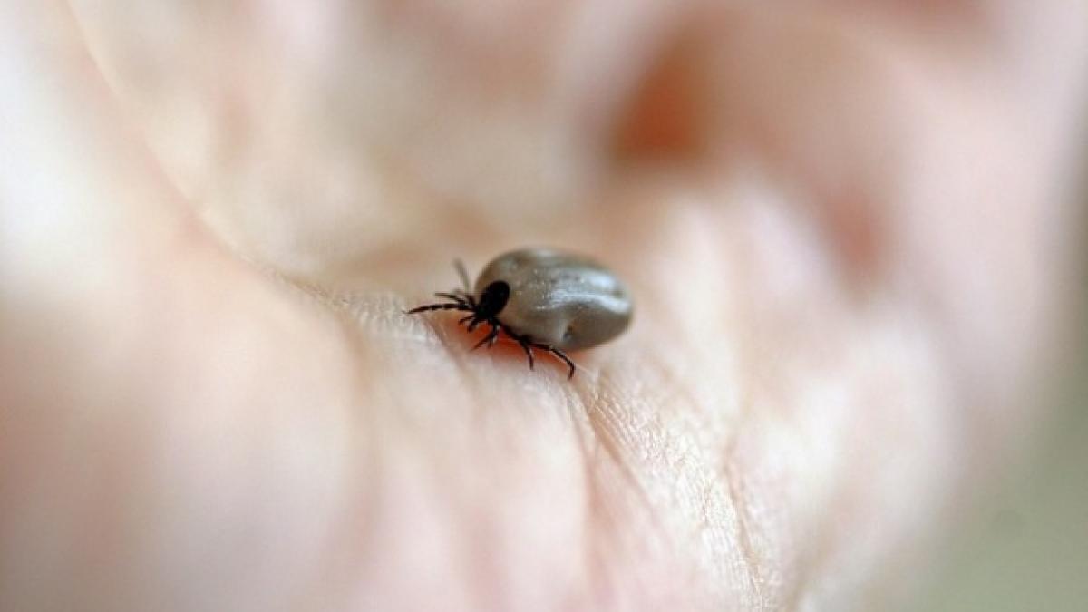 alerta in romania mai multe persoane au fost diagnosticate cu boala lyme
