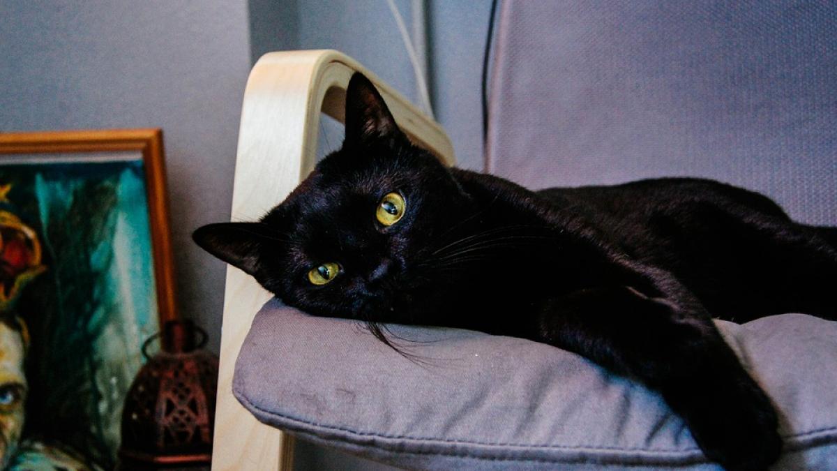 pisicile aristrocrate de la cotroceni klaus iohannis a vrut buget special pentru felinele din curte