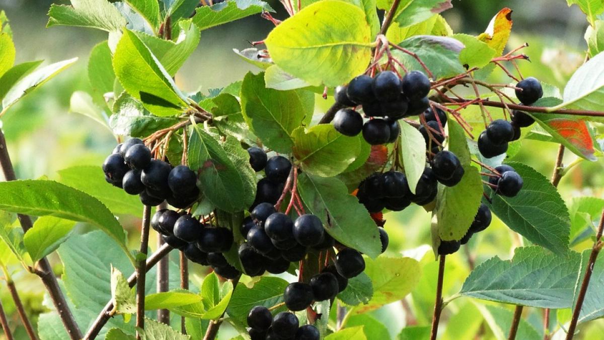 agricultorii cultiva fructul cosmonautilor