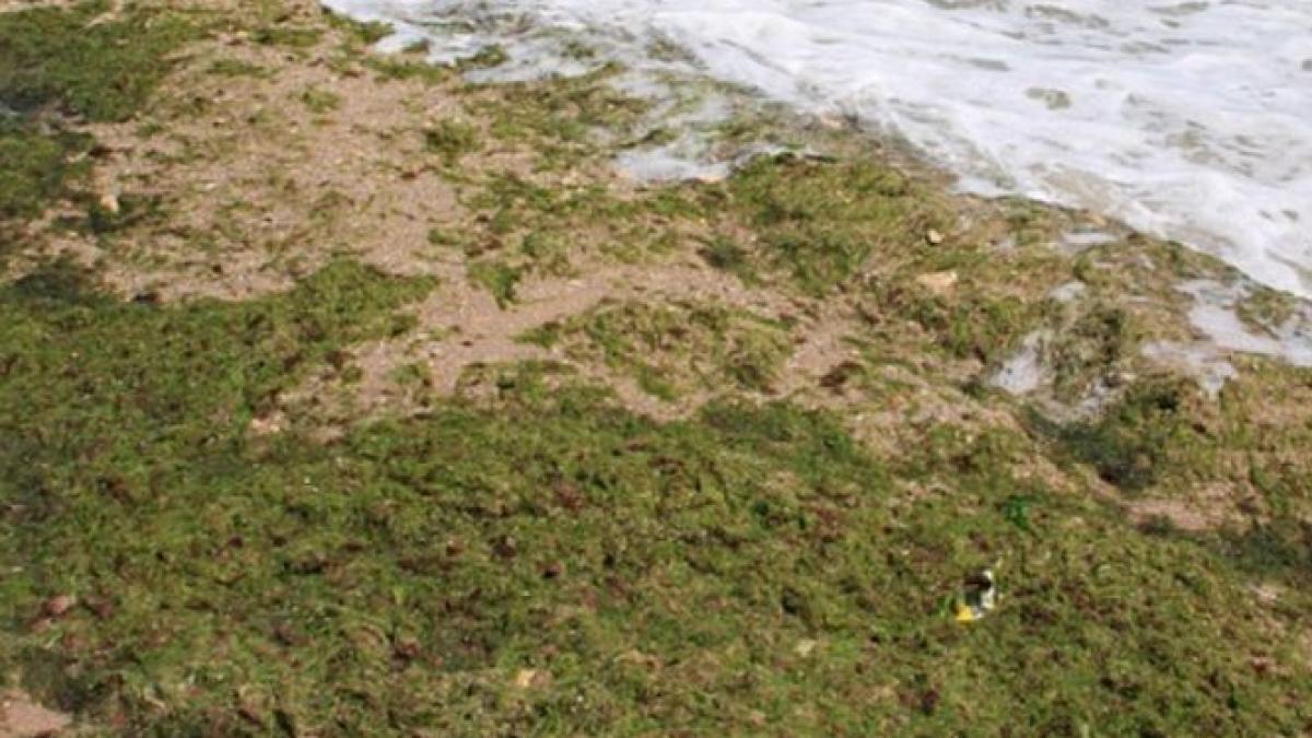 constanta mii de tone de alge colectate de pe plajele turistice
