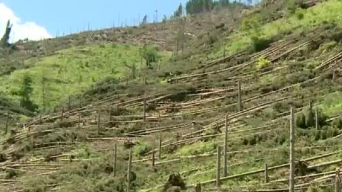 dezastru o tornada a pus la pamant 500 000 de arbori in suceava colectarea copacilor ar putea dura