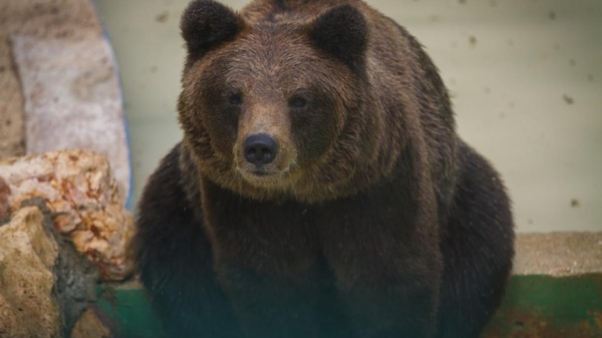 ursul care a atacat un barbat din brasov a fost impuscat