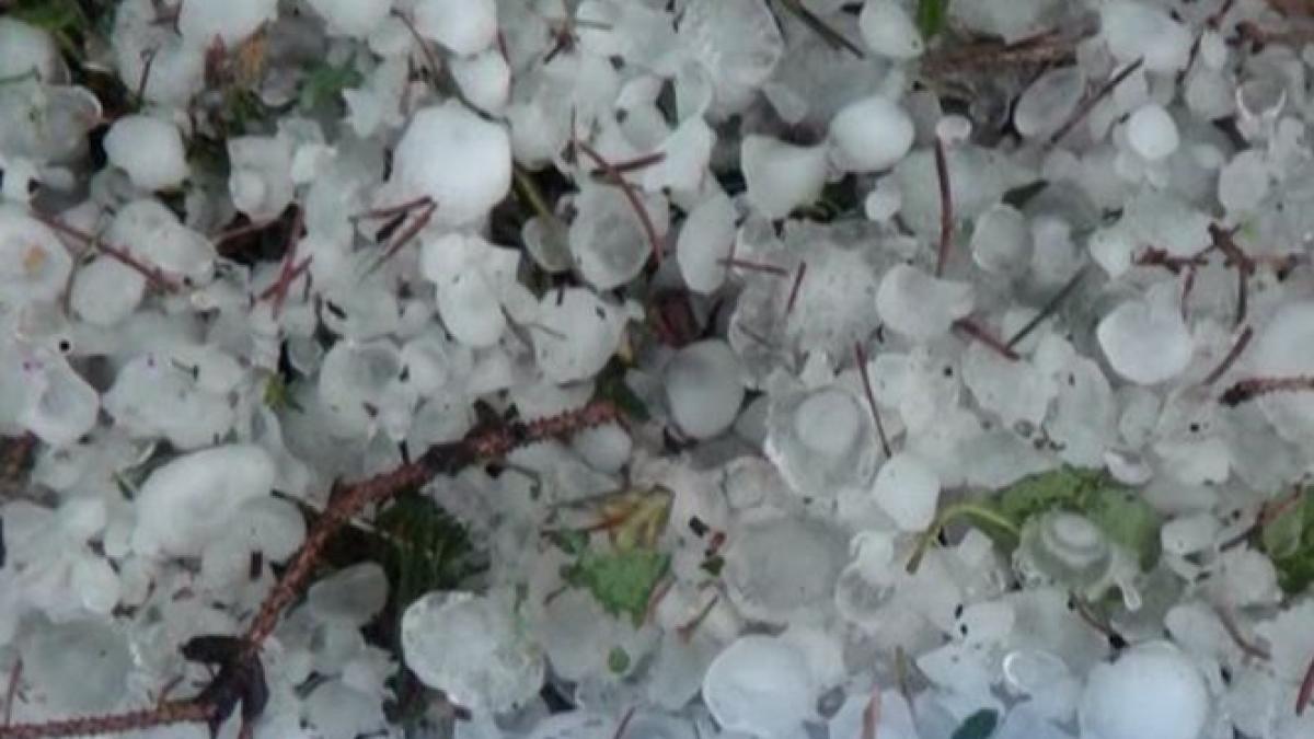 furtuna grindina culturi suceava