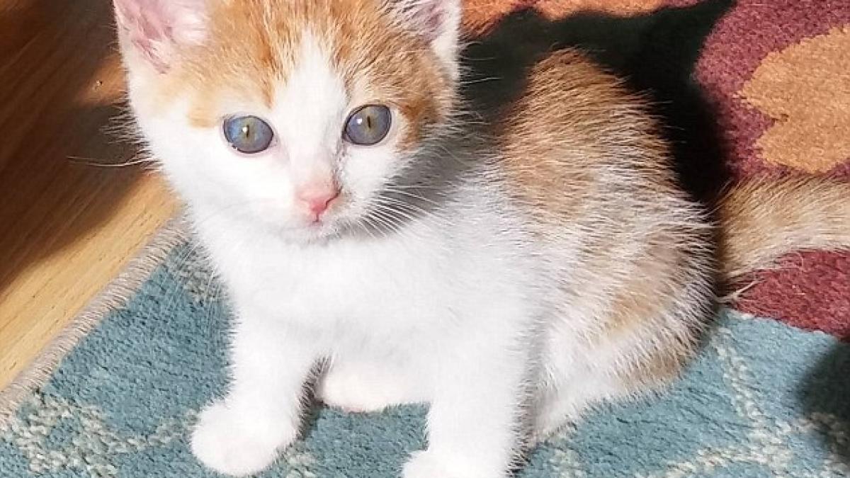 povestea care a impresionat o lume intreaga a gasit un pui de pisica abandonat intr o cutie si un