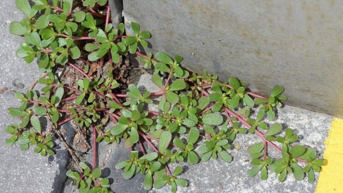 daca vezi buruiana asta crescand la tine in curte nu o jumuli uite de ce