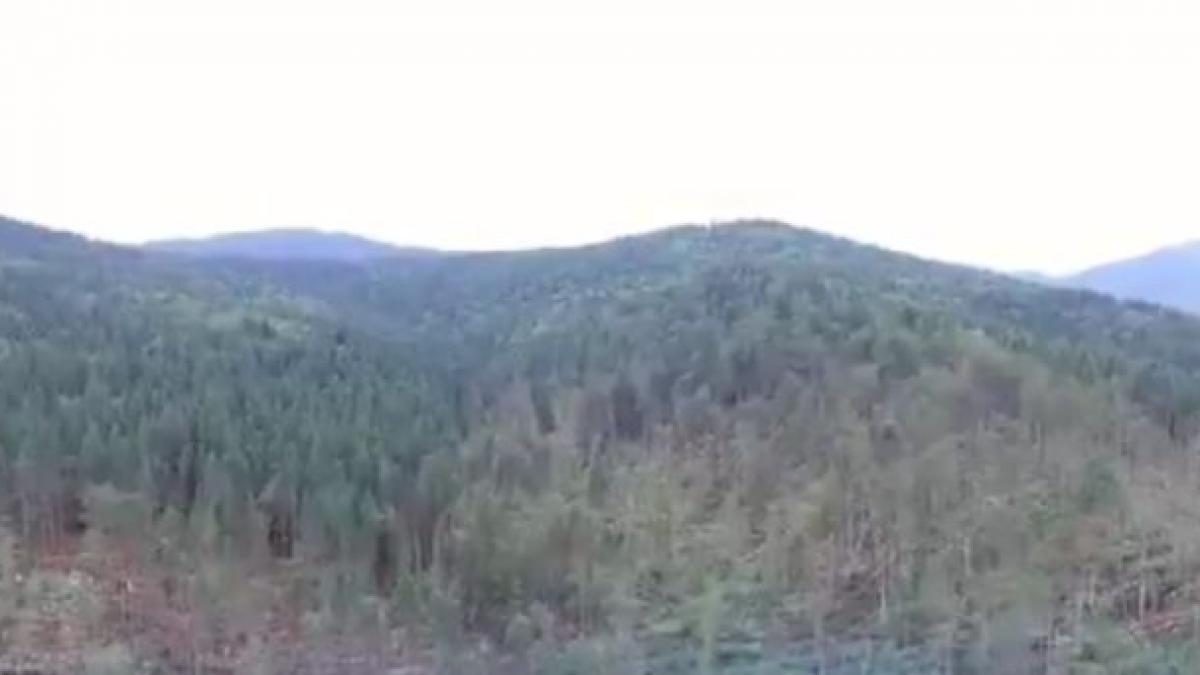 mii de hectare de padure devastate de o furtuna