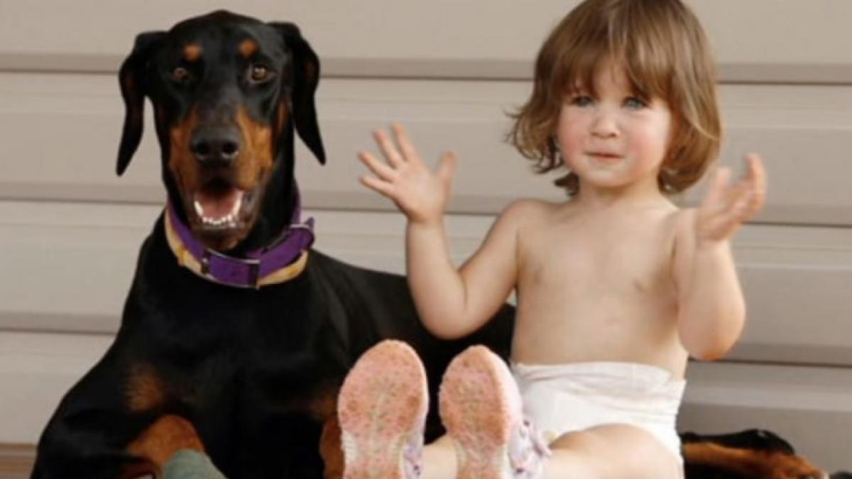 si au lasat fetita de 2 ani singura cu dobermanul cand s au intors au ramas ingroziti copila urla si