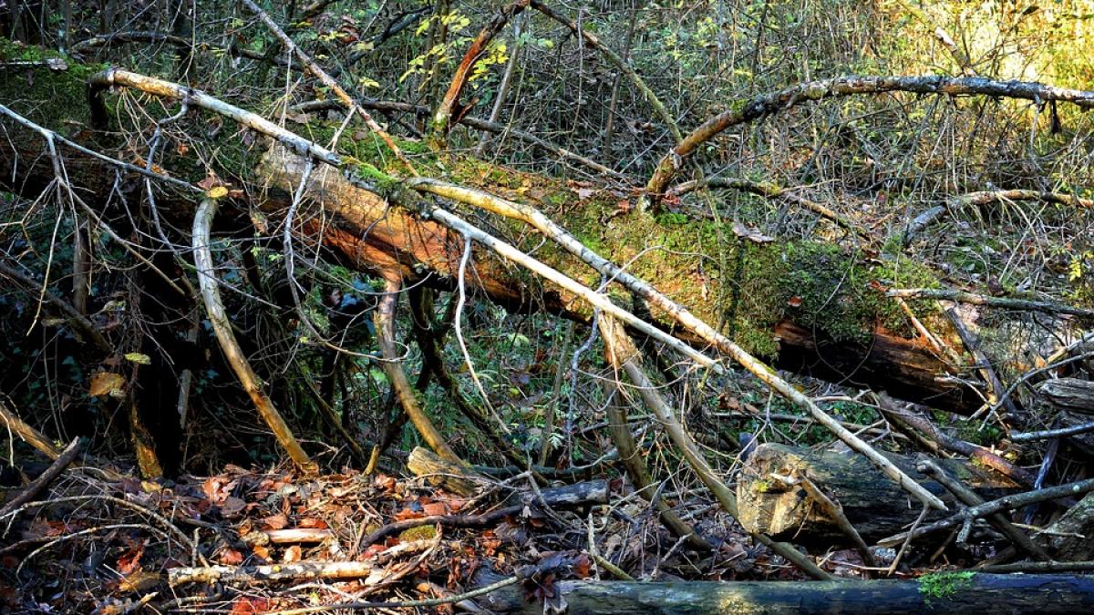 templu dacic descoperit de arheologi la cetatea din valea zanelor