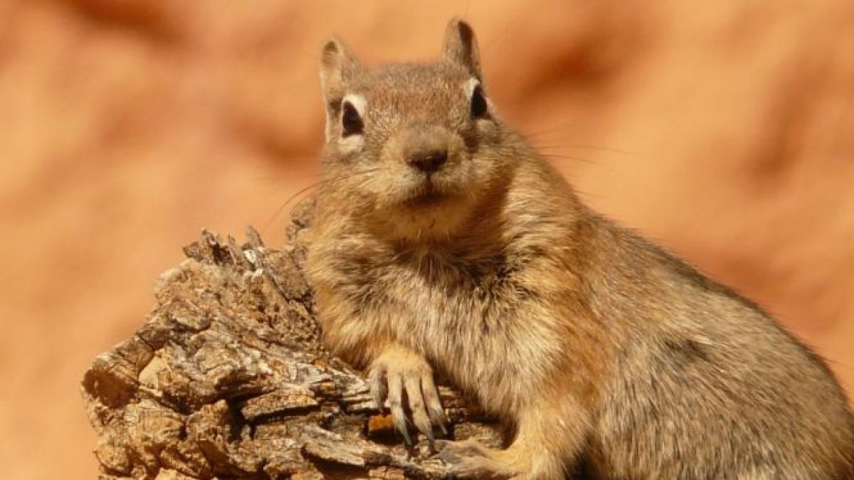 amenda mare pentru primaria din bistrita motivul este neobisnuit