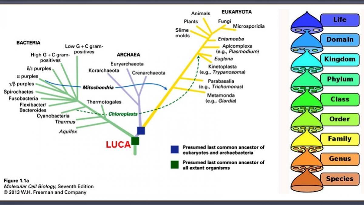oamenii de stiinta au gasit stramosul comun al tuturor vietuitoarelor de pe terra