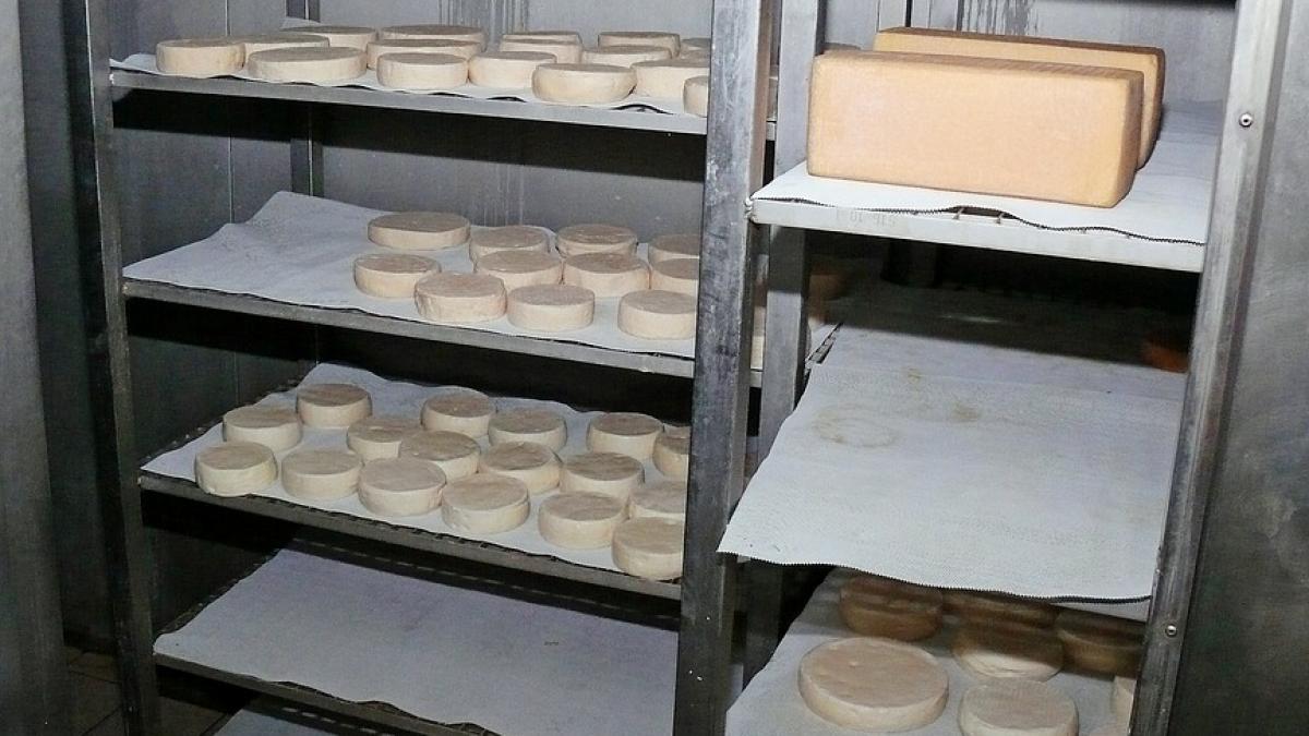 alerta alimentara cinci tone de branza si cascaval scoase de urgenta de pe piata produsele urmau sa