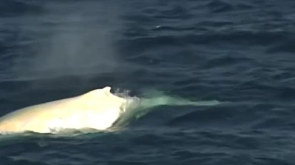balena cu cocoasa coastele estice ale australiei