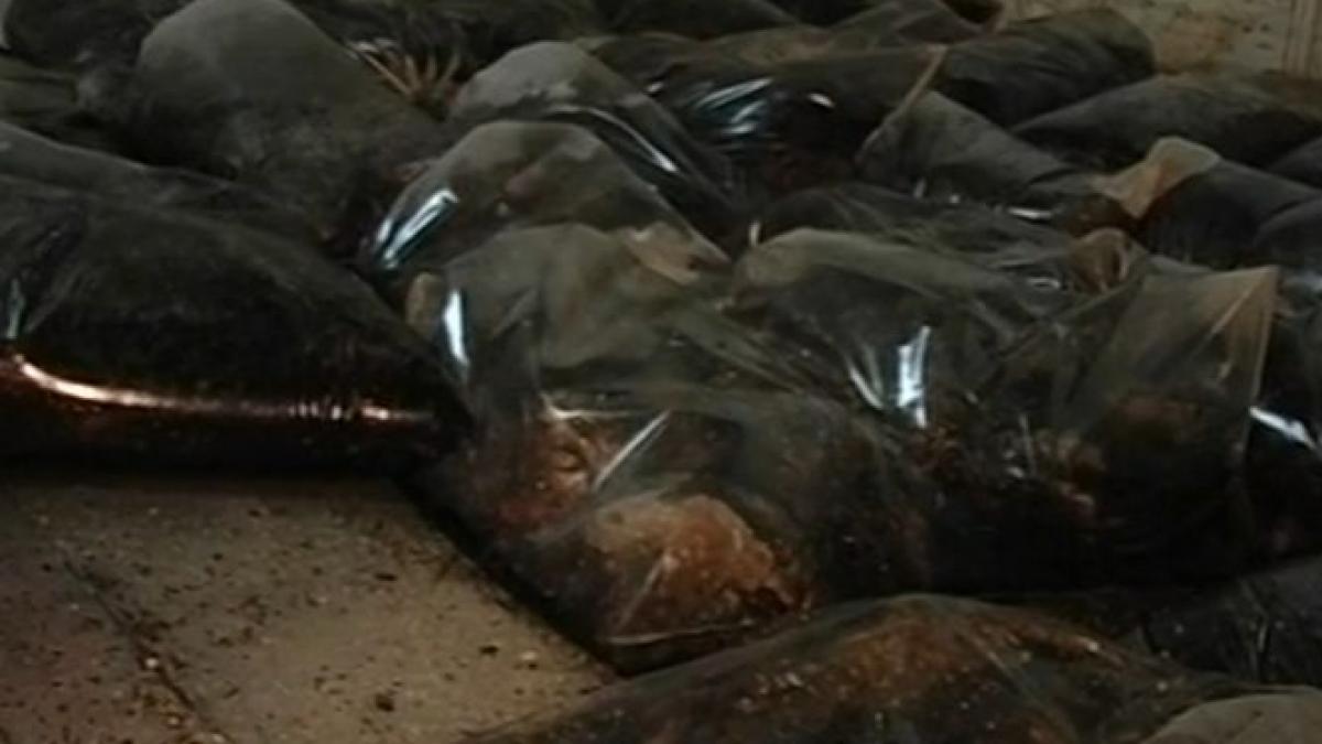 scene de groaza intr un abator imagini din focarul de infectie