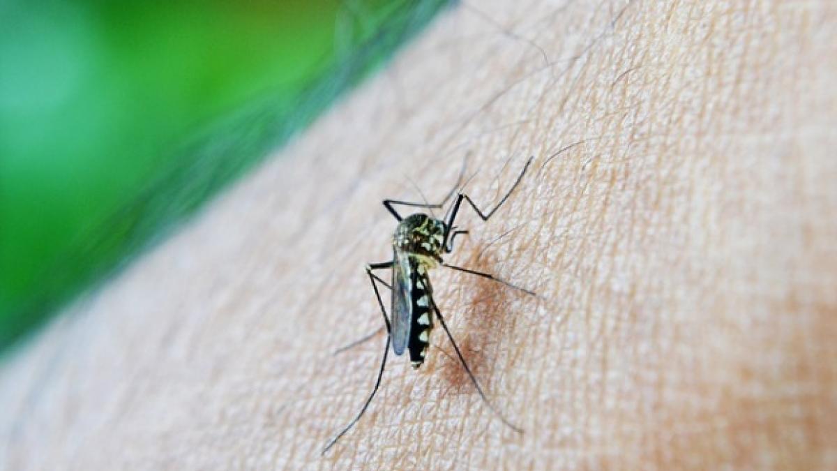 alerta medicala al treilea caz de infectare cu virusul zika confirmat in romania